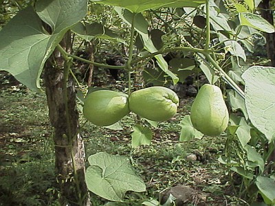 chayote6.jpg