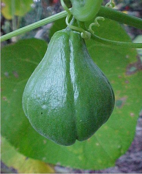 chayote7.jpg